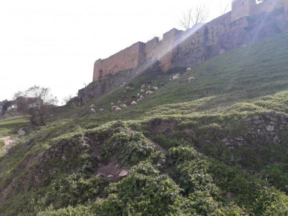 Ronda_muralla_árabe